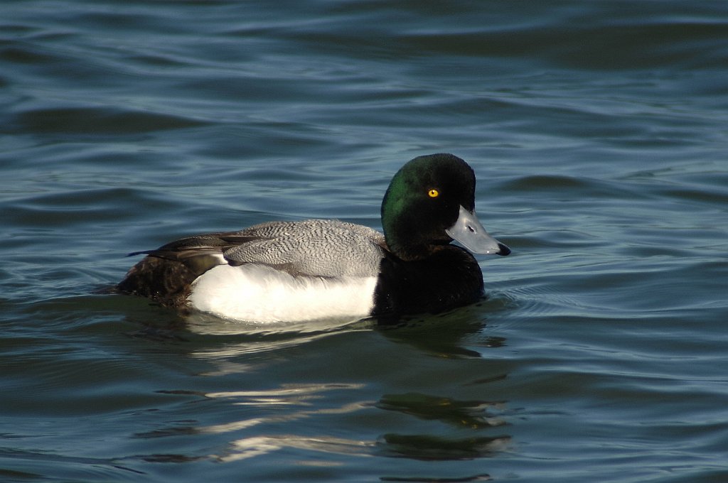 Duck, Lesser Scaup, 2008-03170179 Berkeley, CA.JPG - Lesser Scaup. East Shore State Park, Berkeley, CA, 3-17-2008